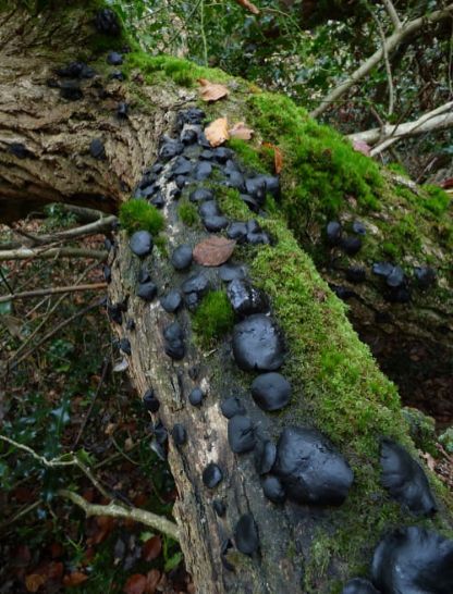 Mature fruit bodies along an oak stem in the New Forest, UK.